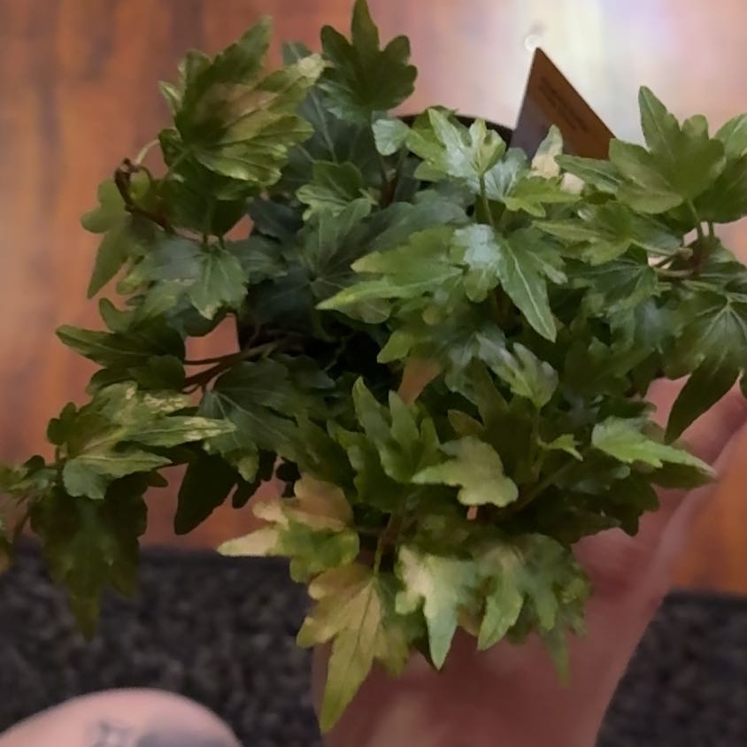 Photo of the plant species Pixie Dixie Ivy by @LegitCosmo97 named Einstein on Greg, the plant care app