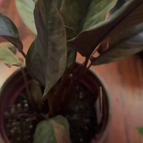 Photo of the plant species Purple Sword by @LegitCosmo97 named James Dean on Greg, the plant care app