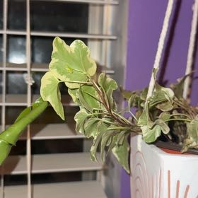 Photo of the plant species Mini Adam Ivy by @LegitCosmo97 named Adam on Greg, the plant care app