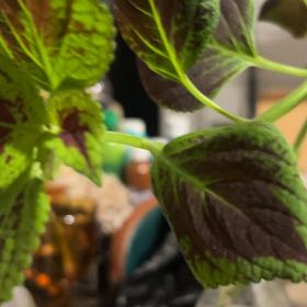 Photo of the plant species Black Dragon Coleus by @GracedMaypop13 named Queen on Greg, the plant care app