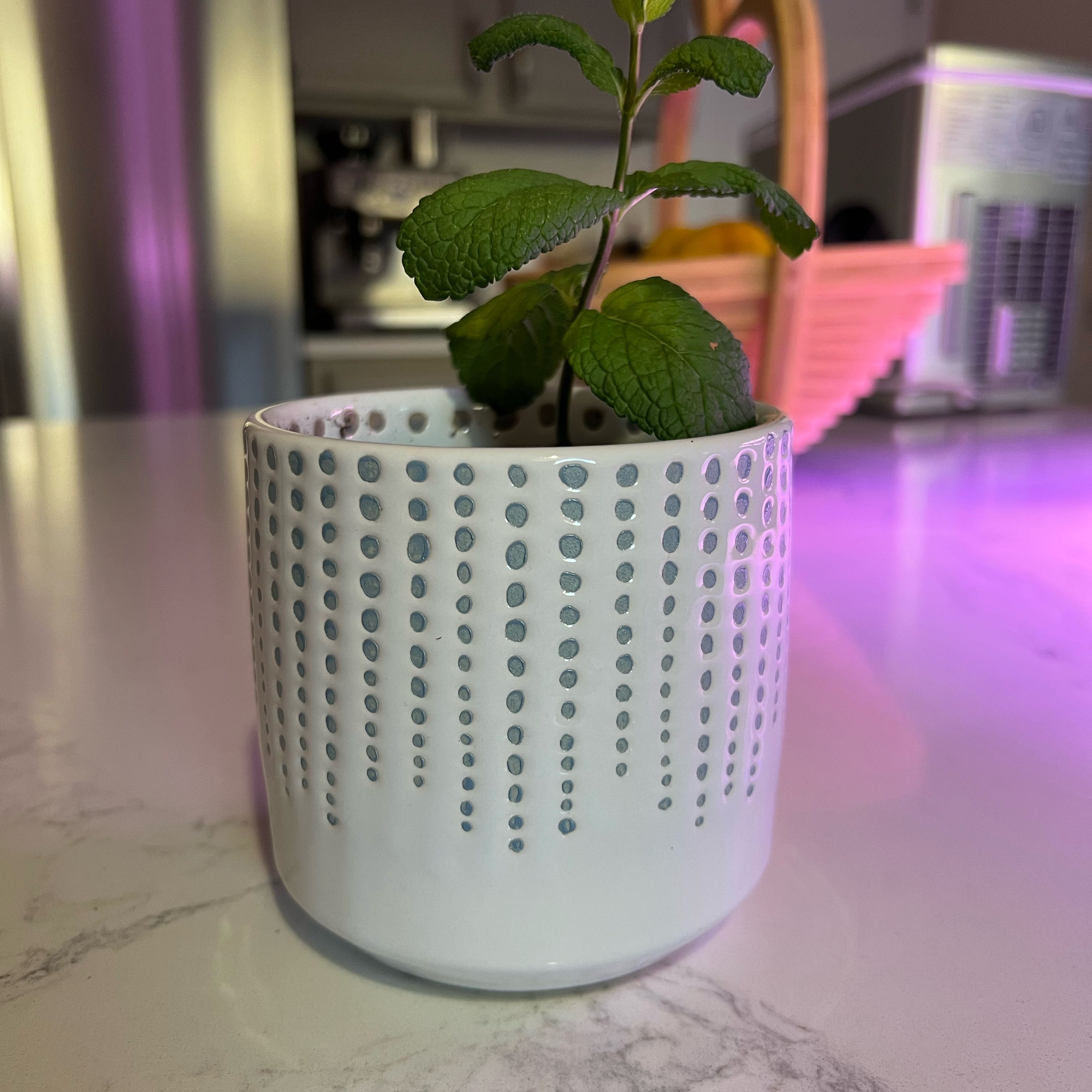 Mint plant in a decorative pot on a kitchen counter.