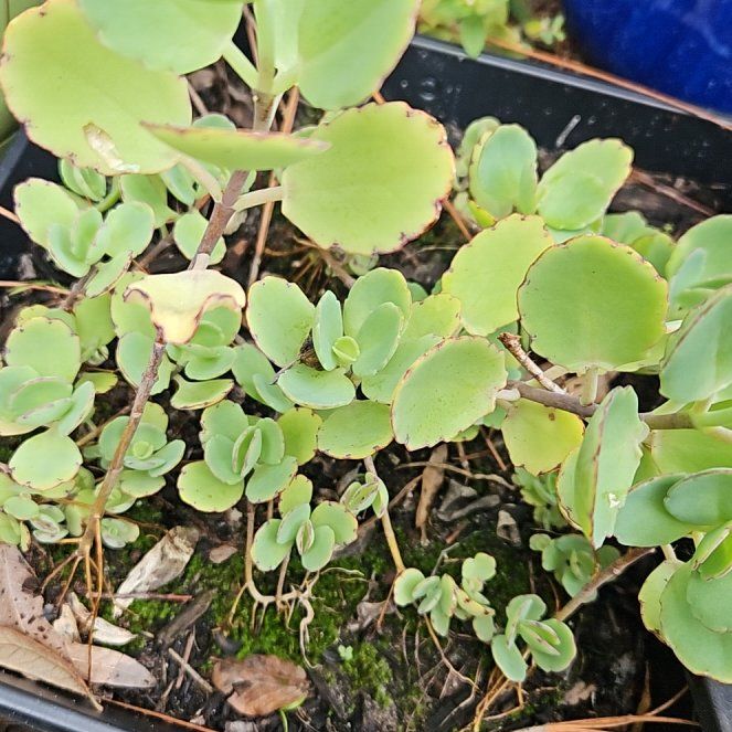 Photo of the plant species Milky Widow's Thrill by @ChampRuby74 named Mando on Greg, the plant care app