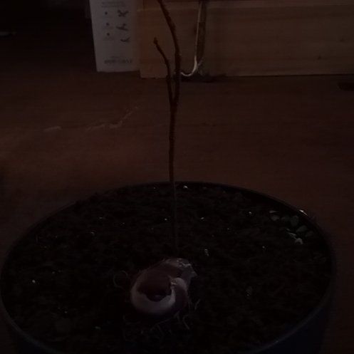 Photo of the plant species Blue Wisteria Tree by @SybariticWeed49 named Planty on Greg, the plant care app