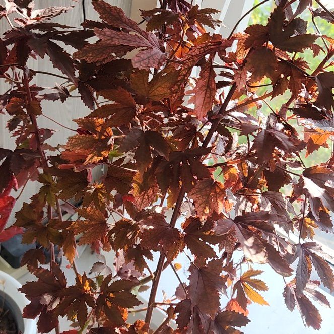 Photo of the plant species Hibiscus acetosella by @DearPawpaw36 named Ulysses S Plant on Greg, the plant care app