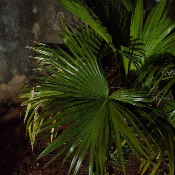 Photo of the plant species Panama Hat Plant by @ancho85 named Clooney on Greg, the plant care app