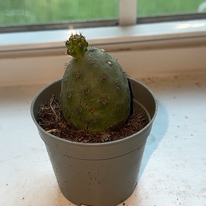 Photo of the plant species dragon egg by @ProLime79 named LiloStitch on Greg, the plant care app