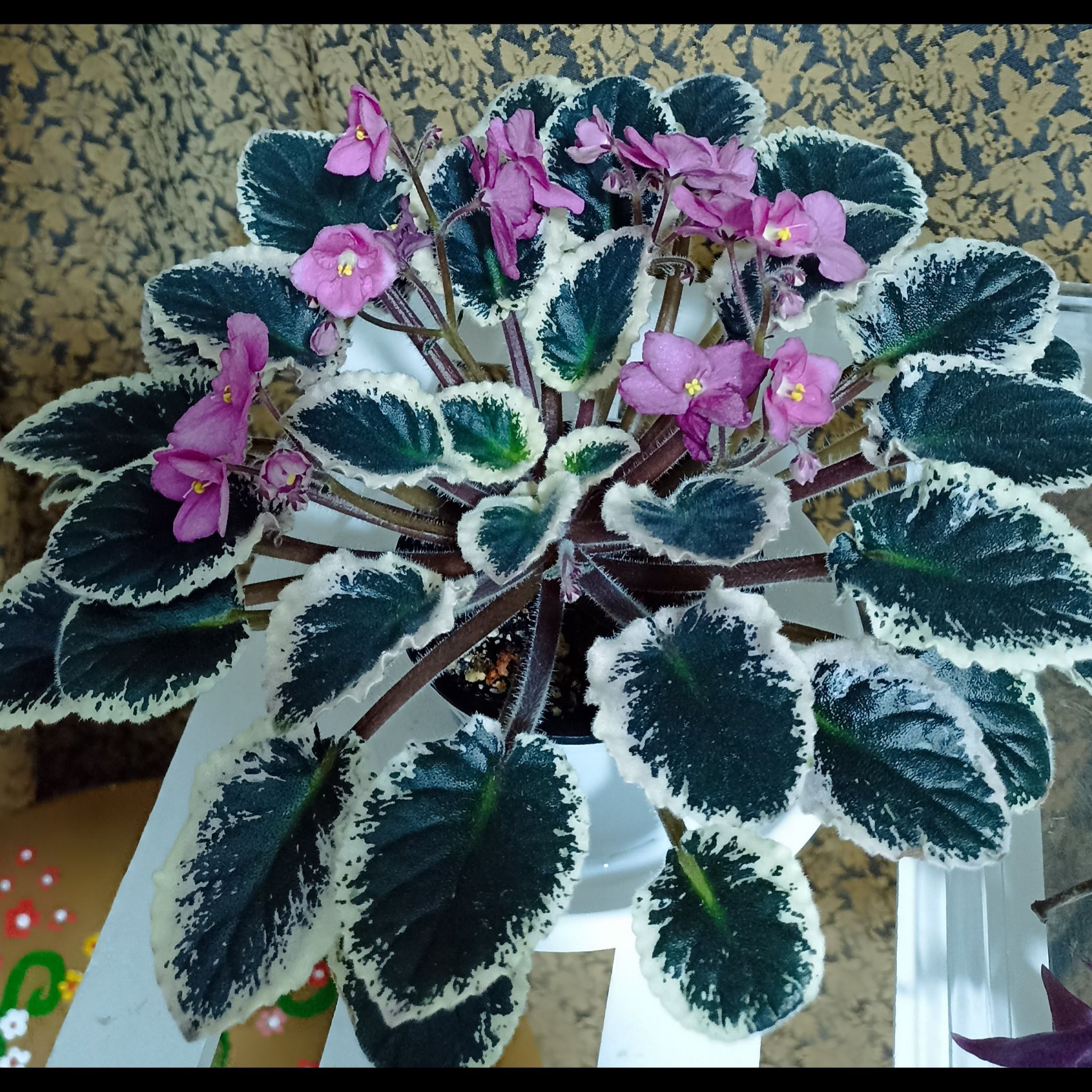 Photo of the plant species African Violets Sun Sizzle by @HotSoftcane52 named African violets on Greg, the plant care app