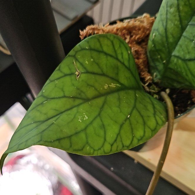 Photo of the plant species Hoya meredithii by @BigwigBacchus94 named Gaga on Greg, the plant care app