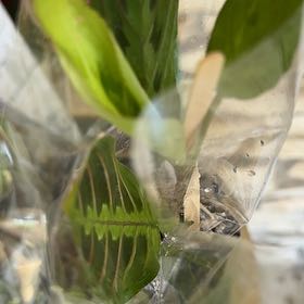 Photo of the plant species Gomphocarpus Physocarpus by @WarmEmoryoak24 named Girlfrond on Greg, the plant care app