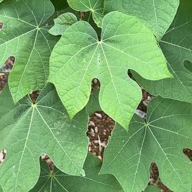Photo of the plant species Chinese Parasol Tree by @WarmEmoryoak24 named Athena on Greg, the plant care app