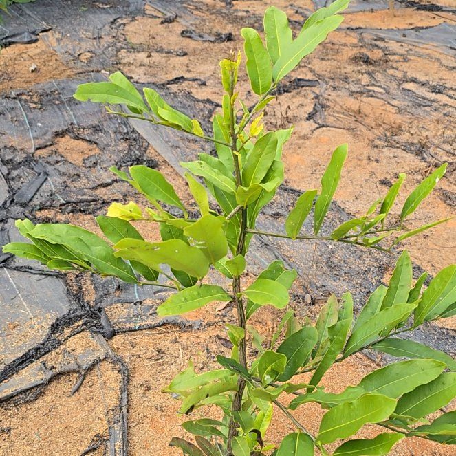 Photo of the plant species Carrotwood by @AwesomeRedvein named Queen on Greg, the plant care app