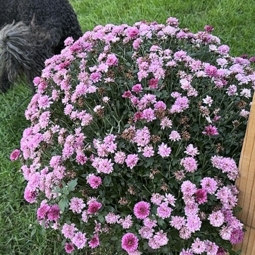 Photo of the plant species Mums by @JocularKanono61 named Gobi on Greg, the plant care app
