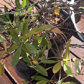 Photo of the plant species Desert Cherry by @CopiousTomato17 named Desert cherry on Greg, the plant care app