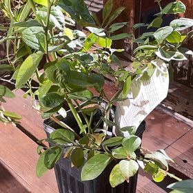 Photo of the plant species Blueberry Bush by @CopiousTomato17 named Pink icing on Greg, the plant care app