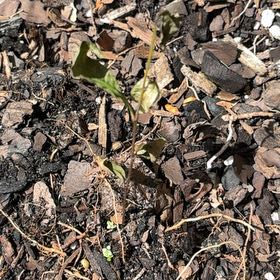 Photo of the plant species Coco Plum by @LightJonquil76 named Choco plum on Greg, the plant care app