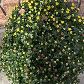 Photo of the plant species Chrysanthemum 'Crete' by @SirNoni5 named ChloroPhil on Greg, the plant care app