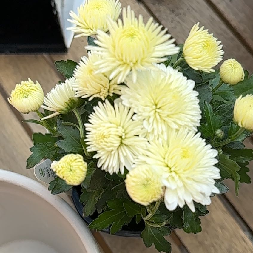 Photo of the plant species Chrysanthemum 'Crete' by @SirNoni5 named Forrest on Greg, the plant care app