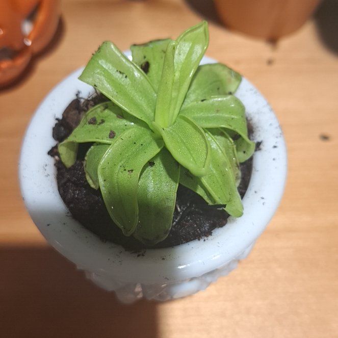 Photo of the plant species Small Butterwort by @FestalNeem32 named Dax on Greg, the plant care app