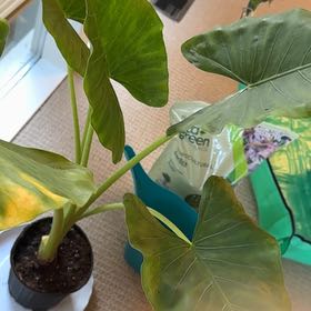 Photo of the plant species Elephant Ear by @SkyFather named Bodhi on Greg, the plant care app