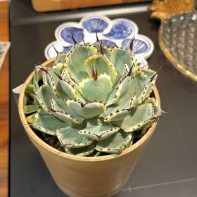 Photo of the plant species Agave 'Kissho Kan' by @SkyFather named Toothless on Greg, the plant care app