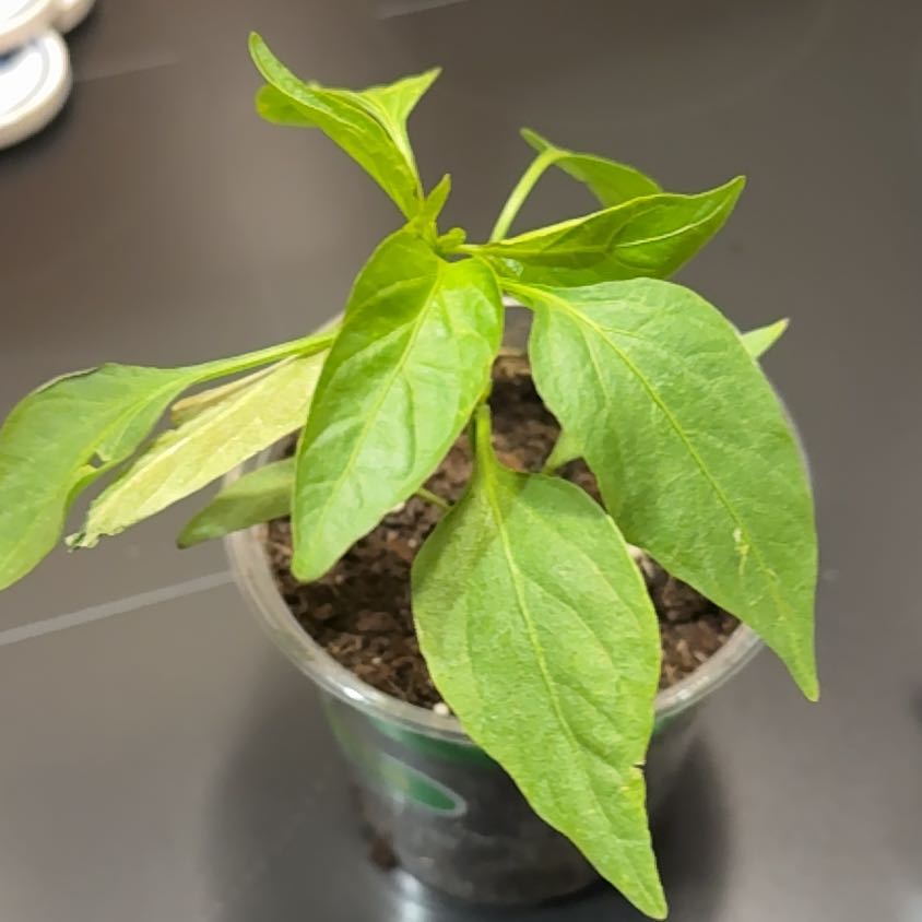 Photo of the plant species Jalapeno Pepper by @SkyFather named Captain Plant-it on Greg, the plant care app