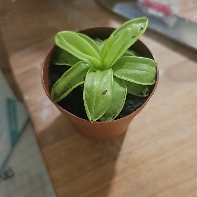 Photo of the plant species Primrose Butterwort by @NobleRutabaga75 named Willow on Greg, the plant care app