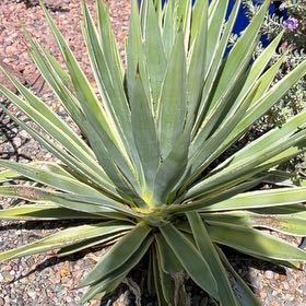 Photo of the plant species Sisal by @FamousBeachrose named Harmony on Greg, the plant care app