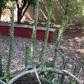 Photo of the plant species Snake Cholla by @FamousBeachrose named Plato on Greg, the plant care app