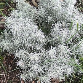 Photo of the plant species Italian Strawflower by @Sheenah named Navajo on Greg, the plant care app