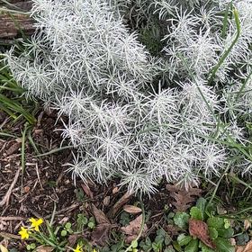 Photo of the plant species Italian Strawflower by @Sheenah named Cleopatra on Greg, the plant care app