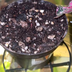 Photo of the plant species Exotic Angel by @DarlingGuayule5 named Treeyoncé on Greg, the plant care app