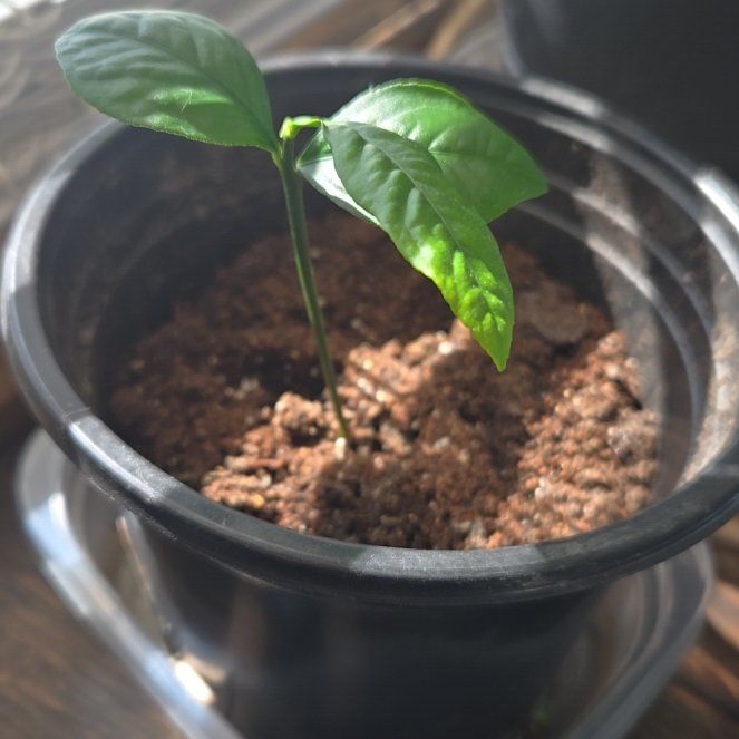 Photo of the plant species Lemon Tree by @BonusSeaoats49 named Emerson on Greg, the plant care app