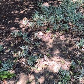 Photo of the plant species Wild Perennial Lupine by @FullOlneya7 named Delilah on Greg, the plant care app