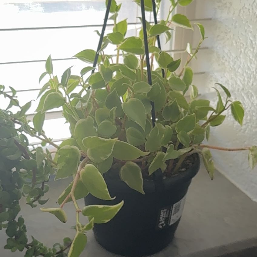 Photo of the plant species Cupid Peperomia by @ImmenseJade95 named James on Greg, the plant care app