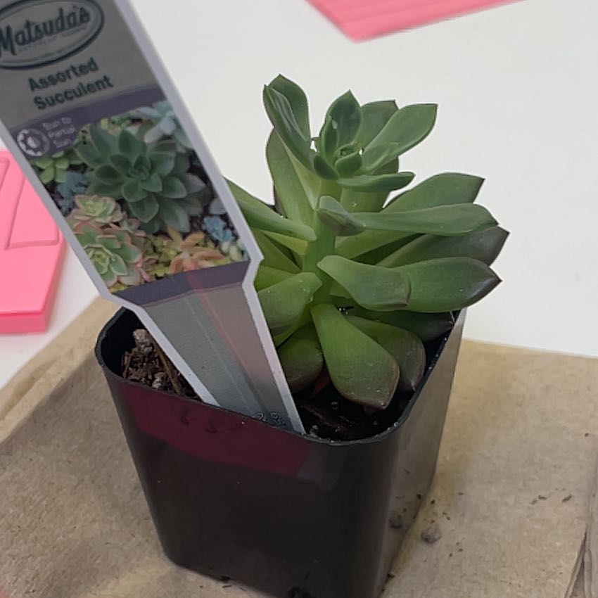 Photo of the plant species Assorted Succulents by @PurelyAcajou89 named Homer on Greg, the plant care app