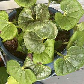 Photo of the plant species Tractor Seat Plant by @BuchananSt1 named Harry on Greg, the plant care app