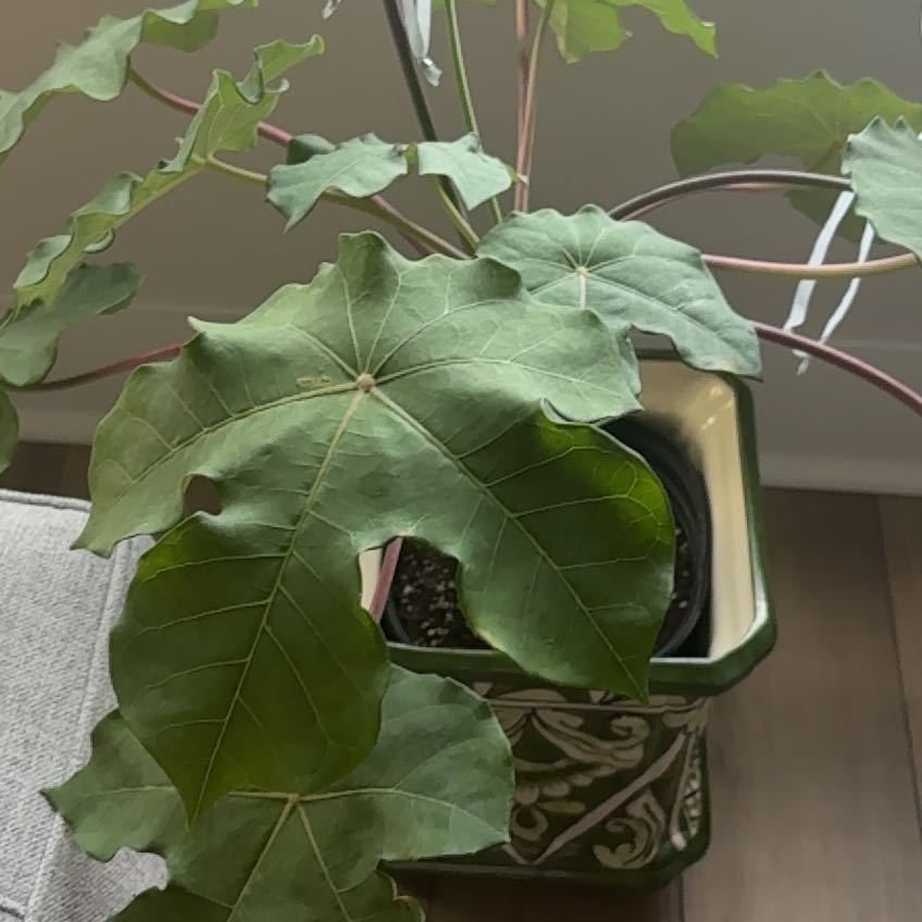 Photo of the plant species Buddha Belly Plant 'Cintho Sunshine' by @BuchananSt1 named Foxxy on Greg, the plant care app