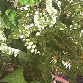 Photo of the plant species Maidenhair Spleenwort by @BuchananSt1 named Madonna on Greg, the plant care app