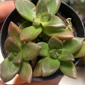 Photo of the plant species Sedeveria 'Sorrento™' by @PrizedSaltcedar named Athena on Greg, the plant care app