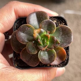 Photo of the plant species Echeveria 'Chroma' by @PrizedSaltcedar named Osmo on Greg, the plant care app