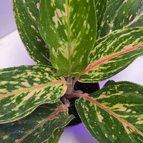 Photo of the plant species Pink Chinese Evergreen by @PrizedSaltcedar named Terra on Greg, the plant care app