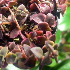 Photo of the plant species Crassula 'Calico Kitten' by @PrizedSaltcedar named Duke on Greg, the plant care app