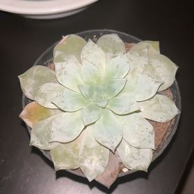 Photo of the plant species Peacock Echeveria by @StirringLilac23 named Parker Pete on Greg, the plant care app