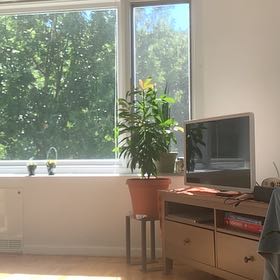 Photo of the plant species Chinotto by @FitSiricote95 named LiloStitch on Greg, the plant care app