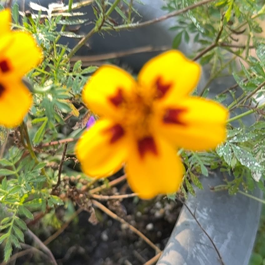 Photo of the plant species Dwarf Marigold by @VitalKeylime2 named Treeyoncé on Greg, the plant care app