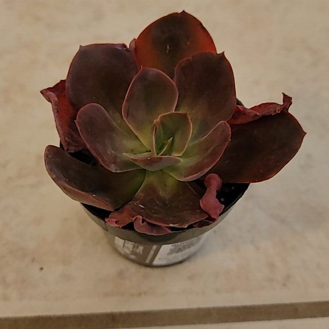 Photo of the plant species Echeveria 'Eliza' by @PragmaticWorm named Hemingway on Greg, the plant care app