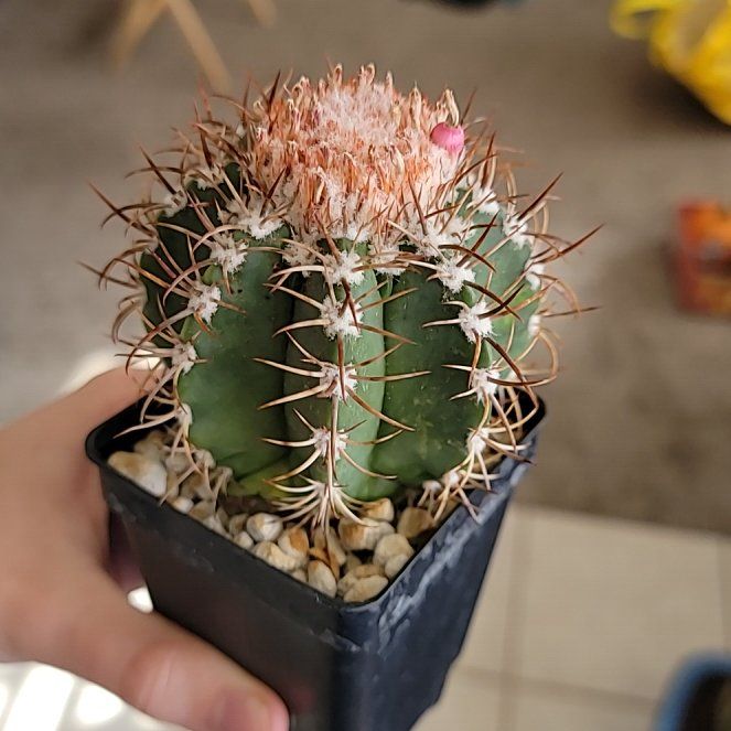 Photo of the plant species Eagle Claw by @PragmaticWorm named Marilyn on Greg, the plant care app