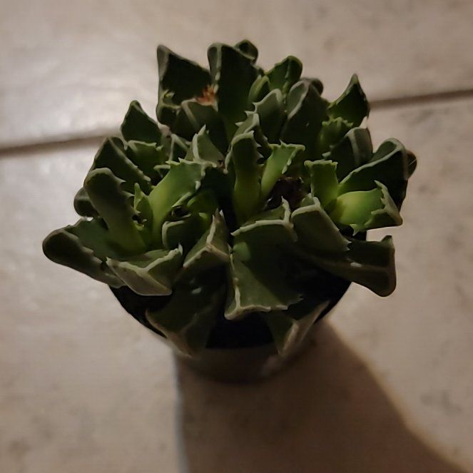 Photo of the plant species Faucaria bosscheana var. haagei by @PragmaticWorm named Foxxy on Greg, the plant care app