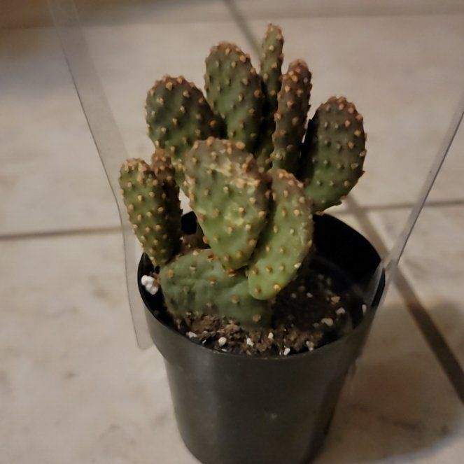 Photo of the plant species Opuntia rufida minima f. monstrose by @PragmaticWorm named Nithin on Greg, the plant care app