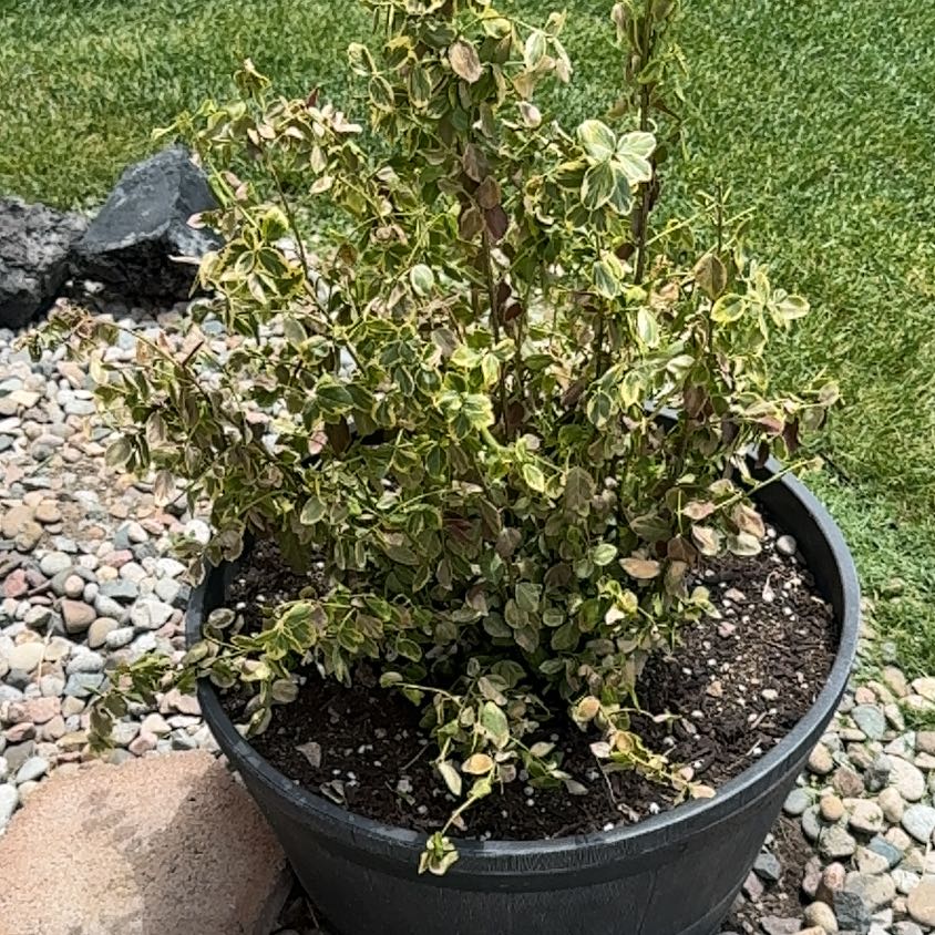 Photo of the plant species Brenia Snowbush by @HeiressTaro35 named Taylor Swift on Greg, the plant care app